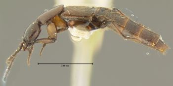 Media type: image;   Entomology 33572 Aspect: habitus lateral view